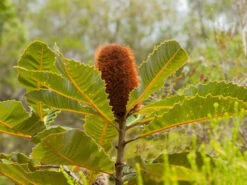 Banksia Robur