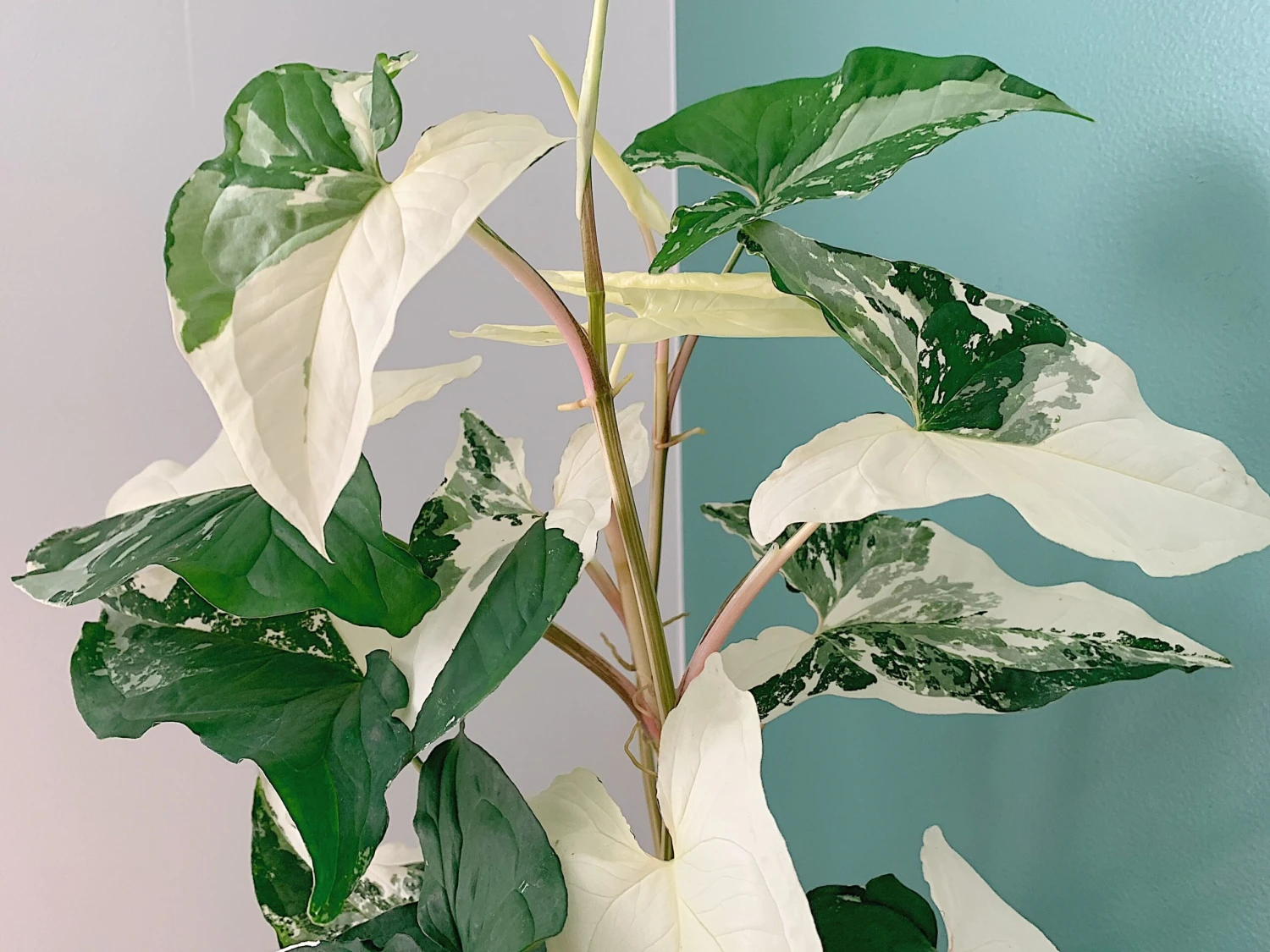 Syngonium Fantasy Variegated - Pot + Plant + Soil - Image 9