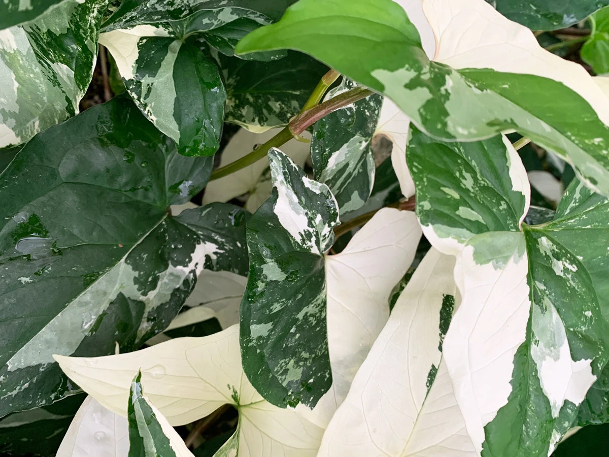 Syngonium Fantasy Variegated - Pot + Plant + Soil - Image 5