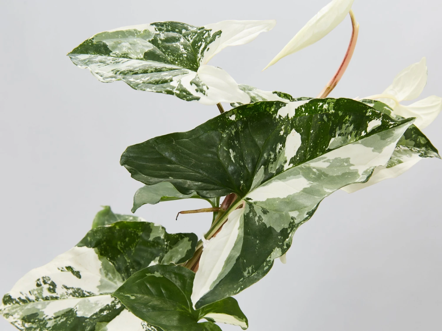 Syngonium Fantasy Variegated - Pot + Plant + Soil - Image 6