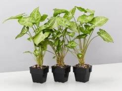 Syngonium Green Pixie