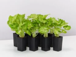 Syngonium Mango Allusion