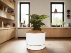 Syngonium Bronze - Pot + Plant + Soil
