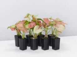 Syngonium Neon - Pink