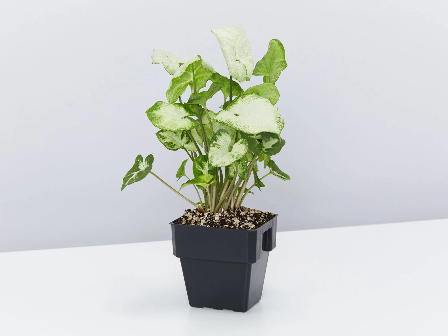 Syngonium Pixie - White Green - Image 5