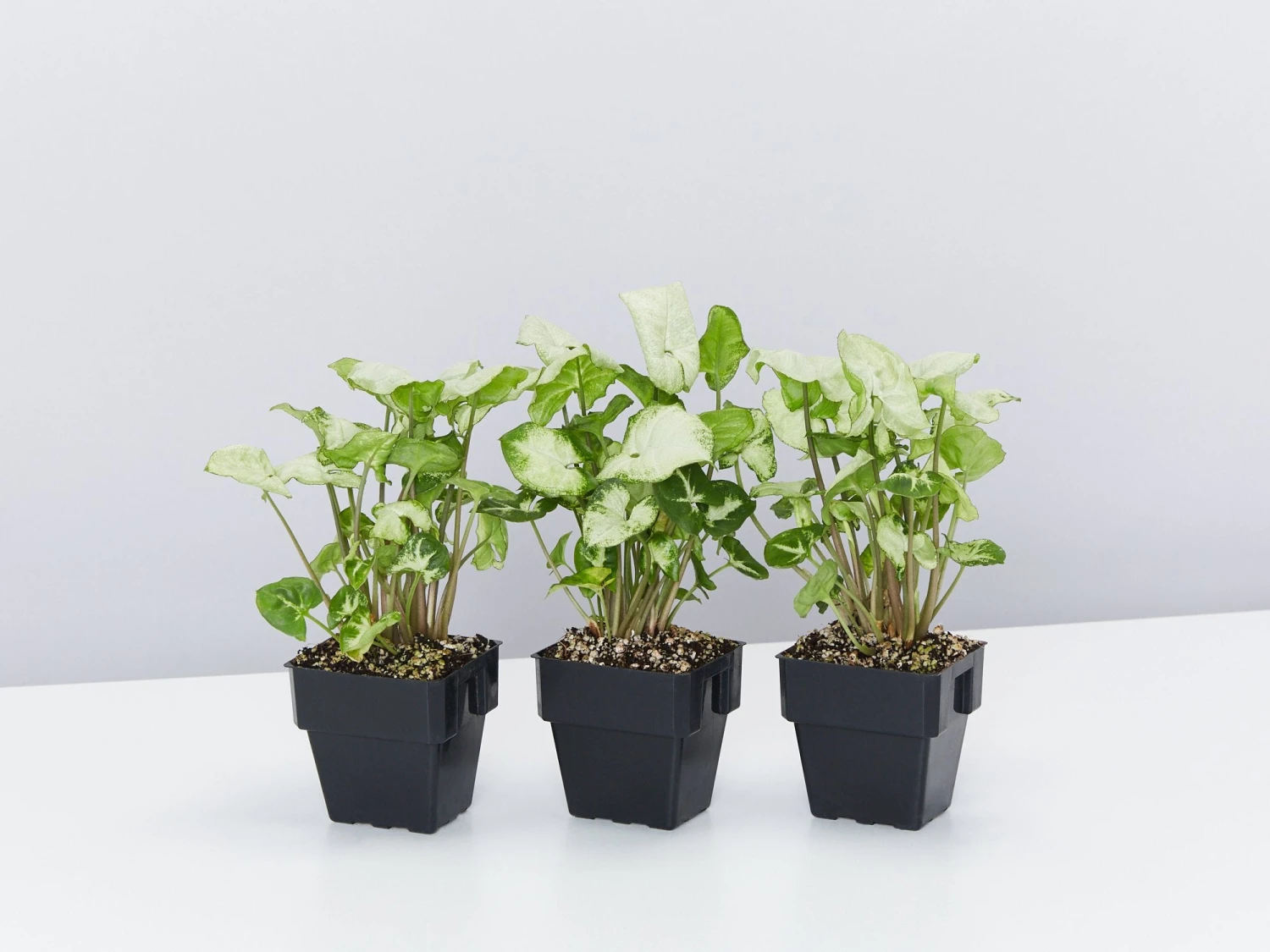 Syngonium Pixie - White Green - Image 3