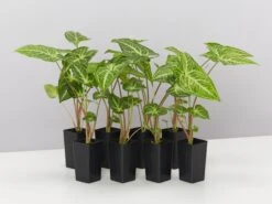 Syngonium Noak - White Green