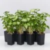 Syngonium Pixie - White Green