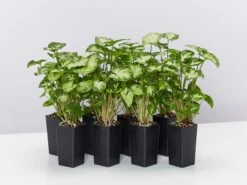 Syngonium Pixie - White Green