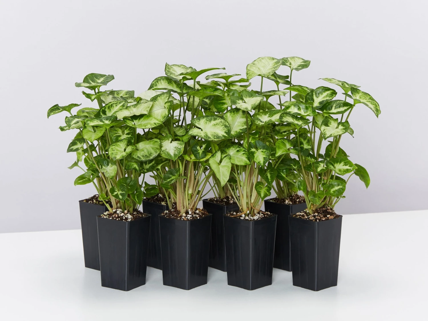 Syngonium Pixie - White Green