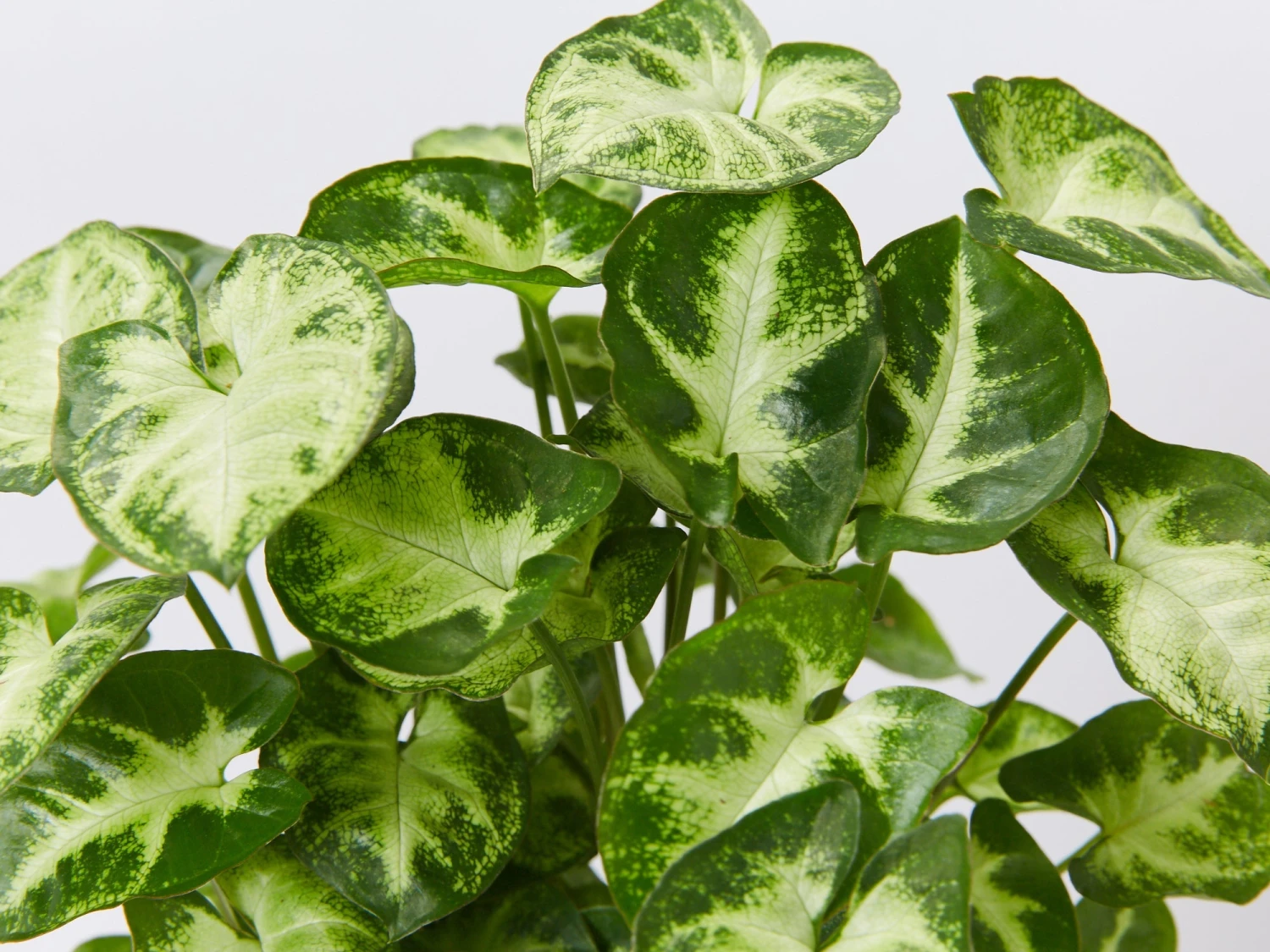 Syngonium Pixie - White Green - Image 2