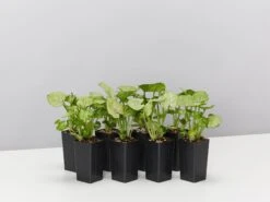 Syngonium Roxana - Pink Vein