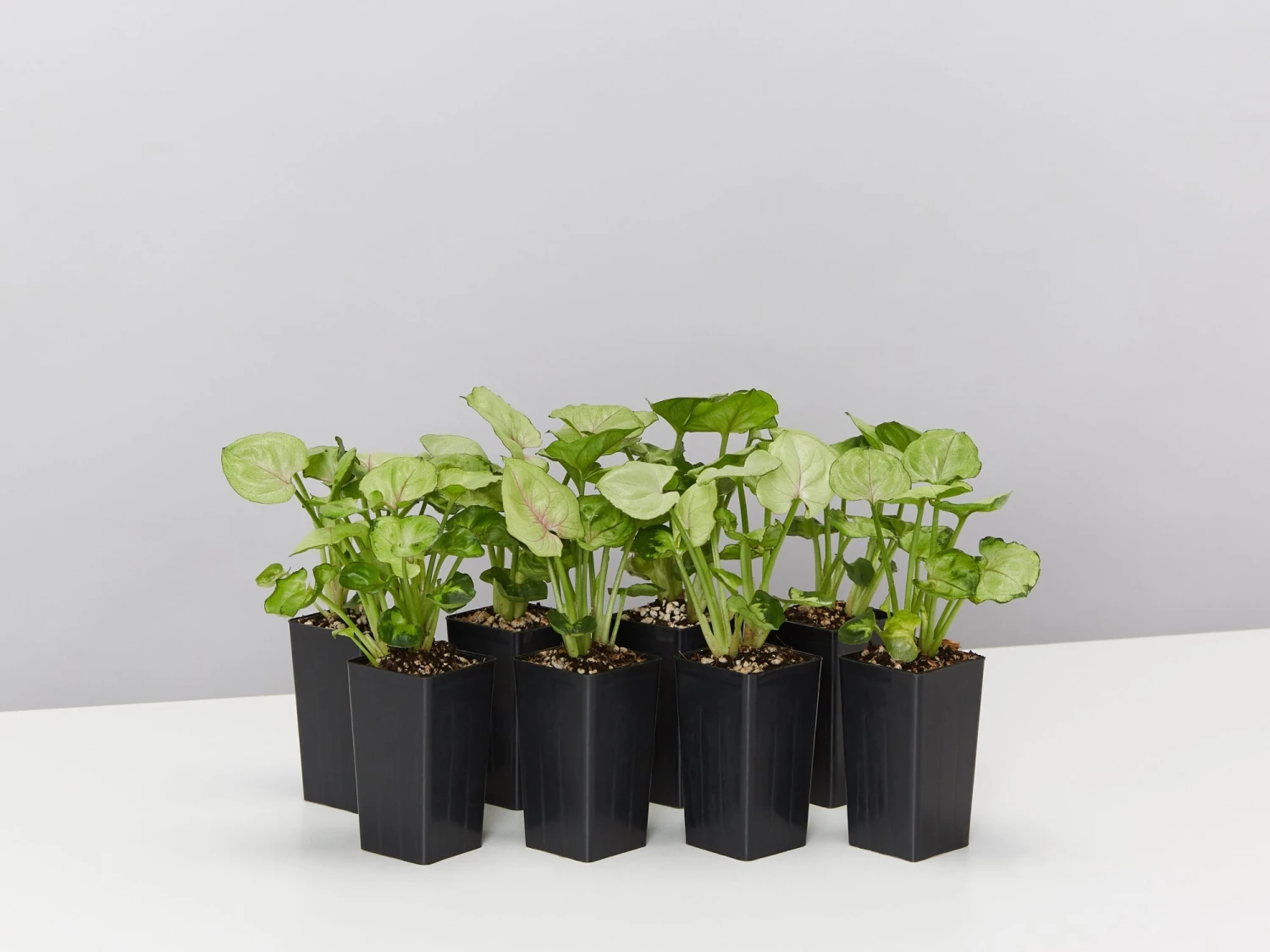 Syngonium Roxana - Pink Vein