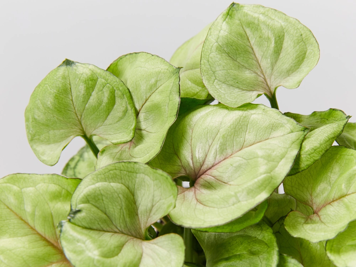 Syngonium Roxana - Pink Vein - Image 2