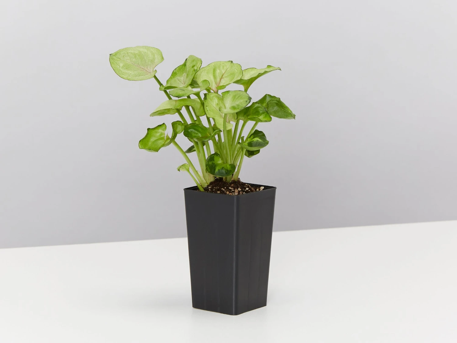 Syngonium Roxana - Pink Vein - Image 3