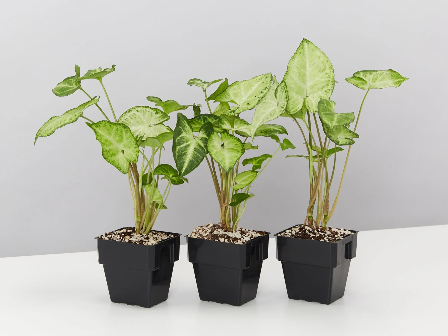 Syngonium White Butterfly - Image 5