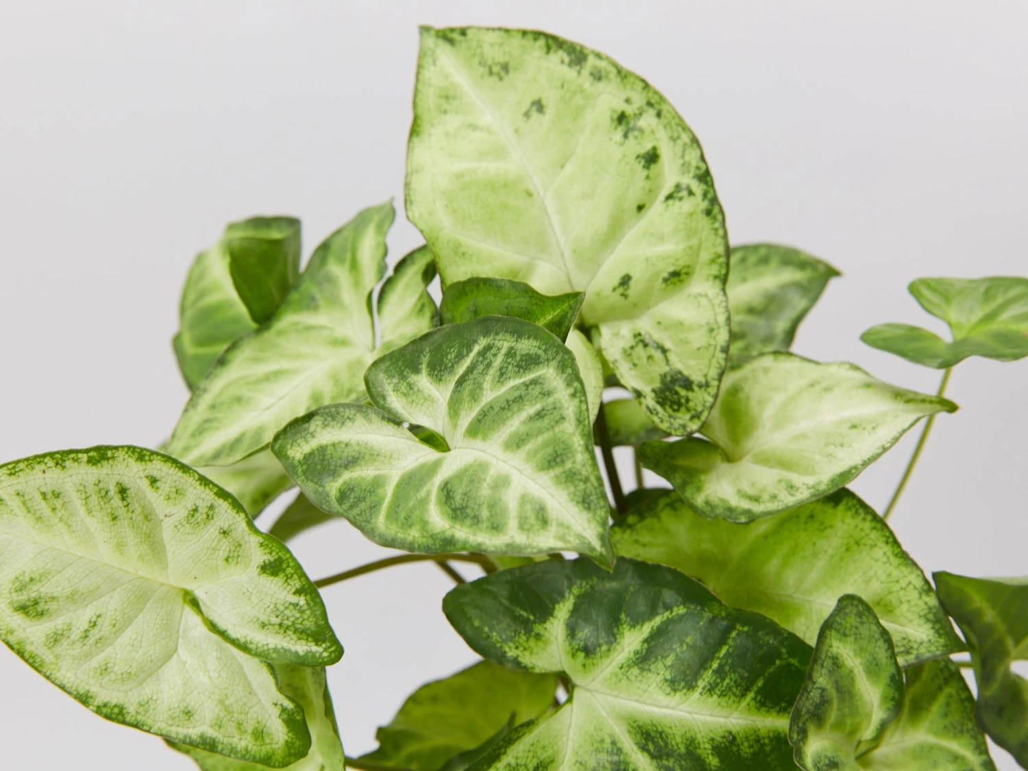 Syngonium White Butterfly - Image 4