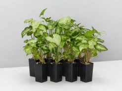 Syngonium White Butterfly