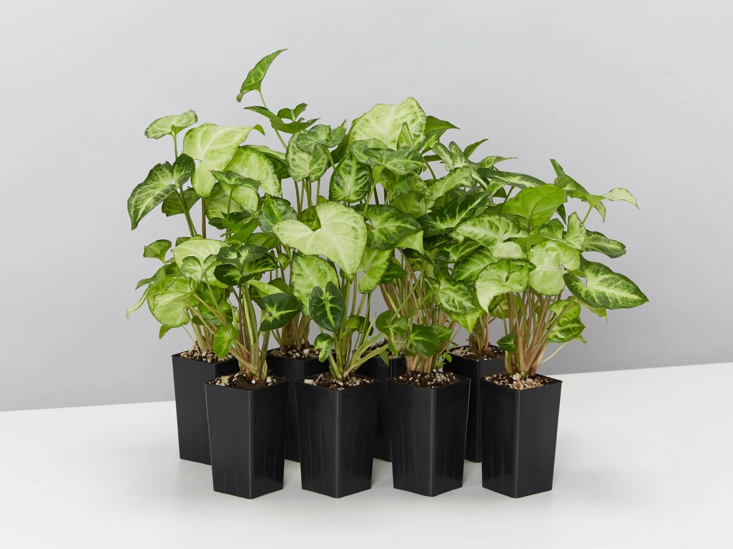 Syngonium White Butterfly