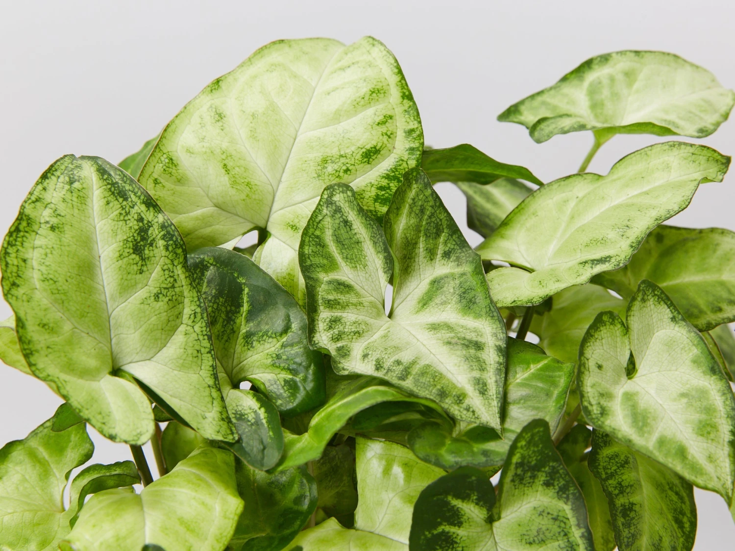 Potted Syngonium White Butterfly - In Sky Blue Vessel - Image 2