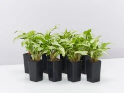 Syngonium Silver Pearl