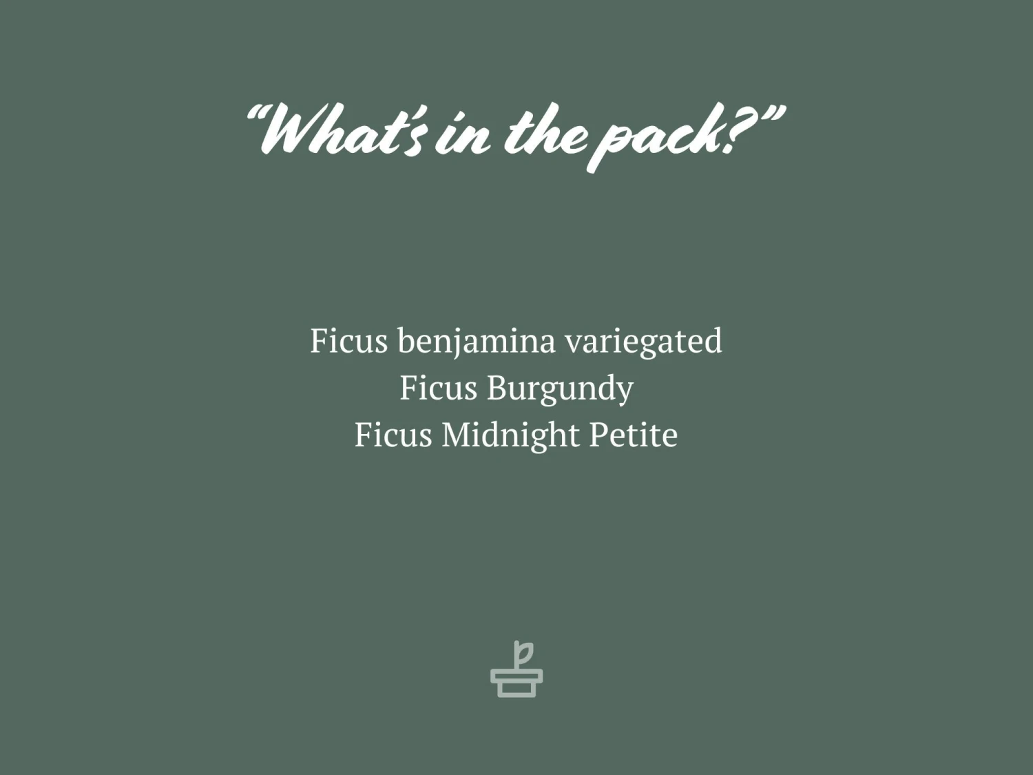 Assorted Box Of Ficus - Large - Image 5