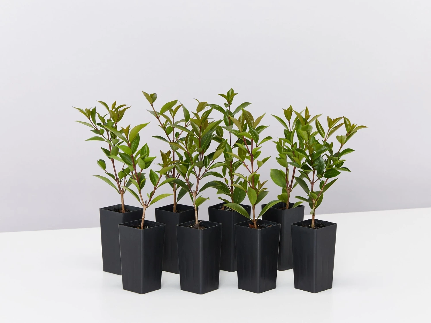 Syzygium Australe 'Baby Boomer'