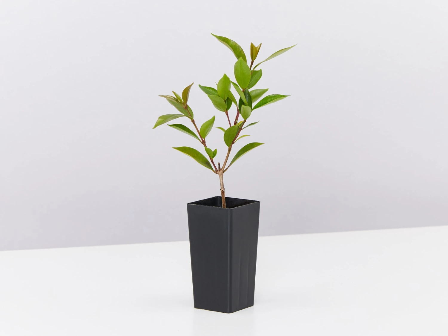 Syzygium Australe 'Baby Boomer' - Image 3