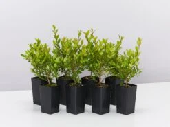 Syzygium Australe 'Tiny Trev'Dwarf Lilly Pilly