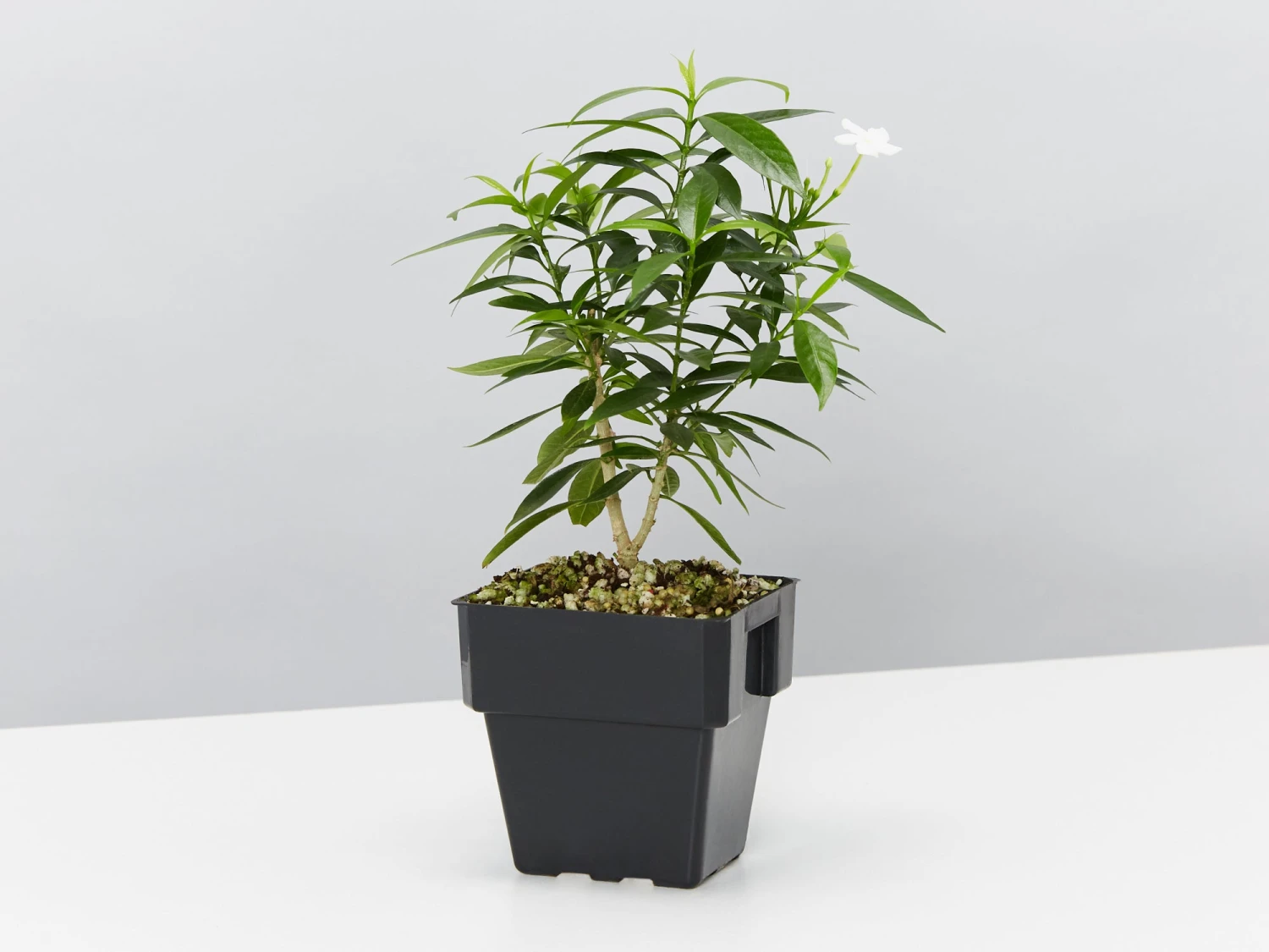 Tabernaemontana Corymbosa - Larger Plants - Image 4