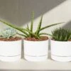 Succulent Planter In LECA Set