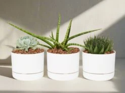 Succulent Planter In LECA Set