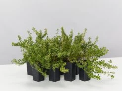 Thymus X Citriodorus Variegated Lemon Thyme