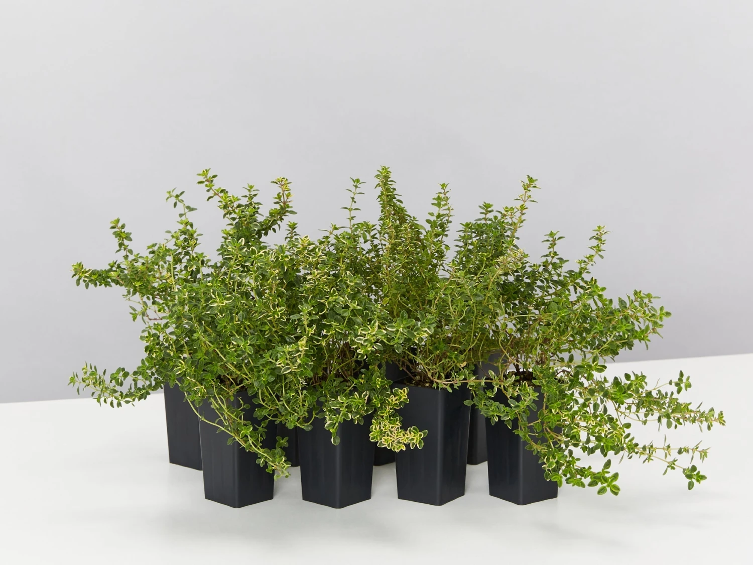 Thymus X Citriodorus Variegated Lemon Thyme