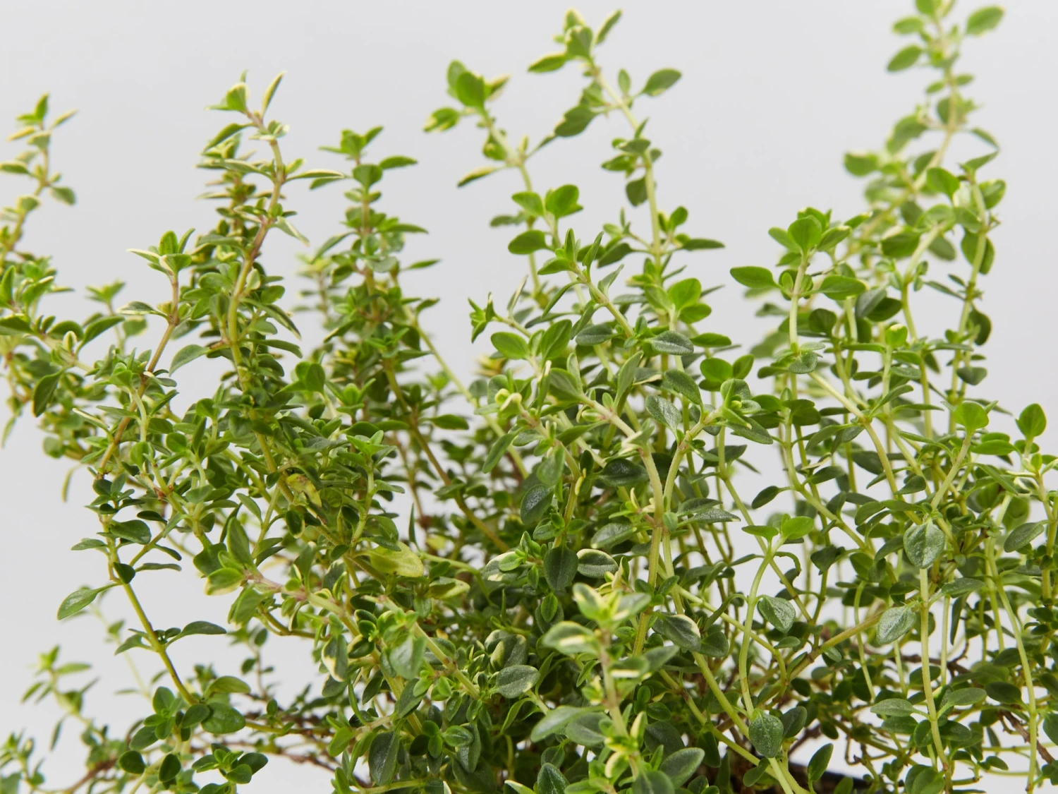 Thymus X Citriodorus Variegated Lemon Thyme - Image 2