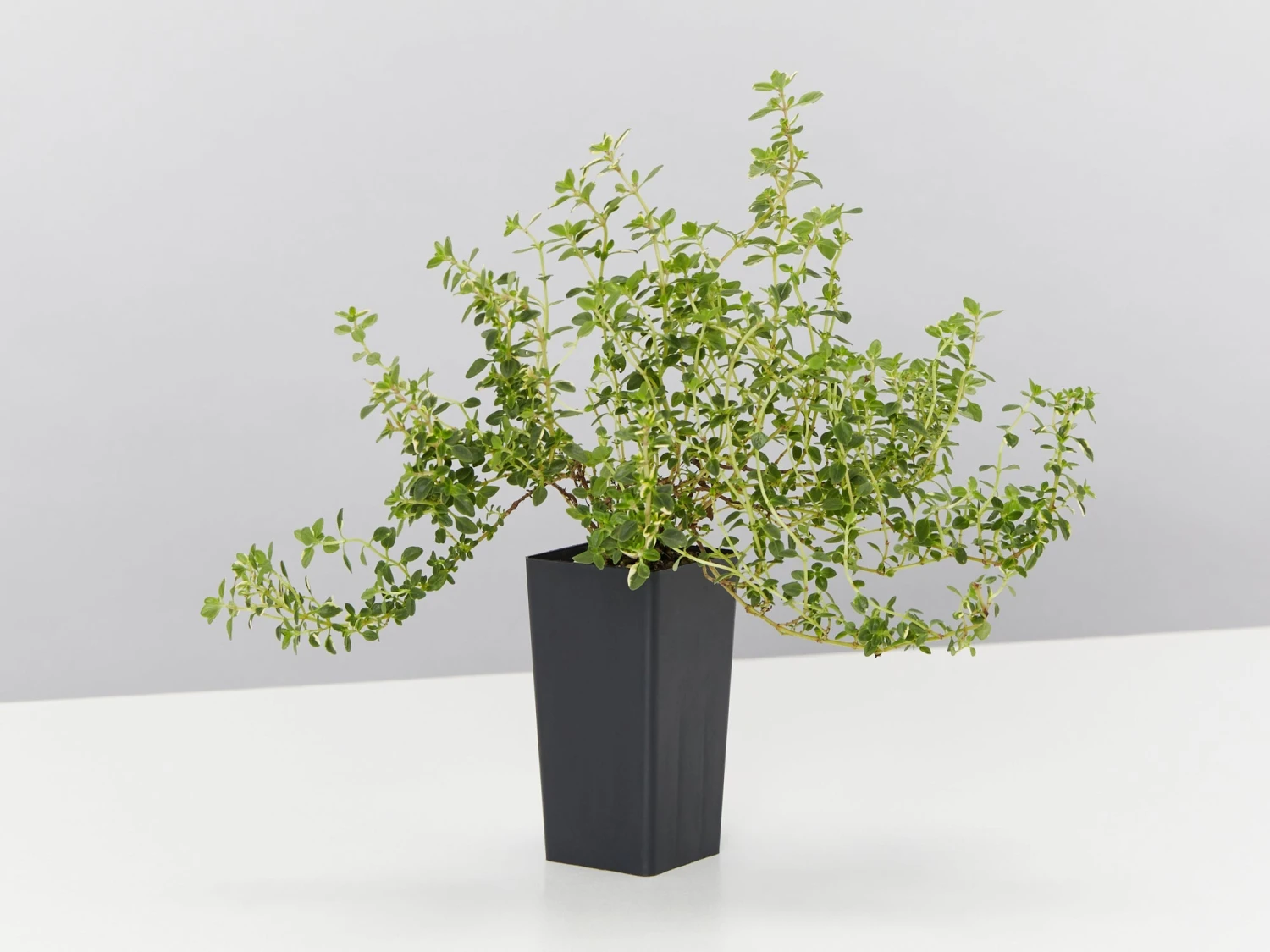 Thymus X Citriodorus Variegated Lemon Thyme - Image 3