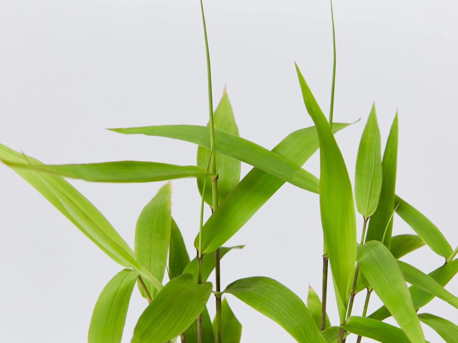 Thysanolaena Maxima Tiger Grass - Image 2