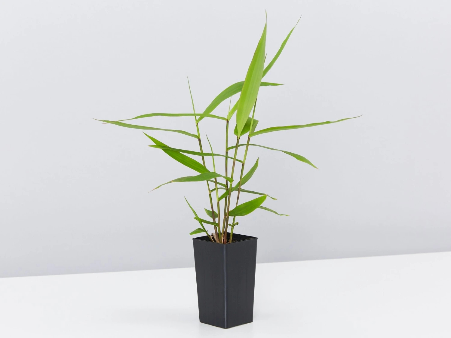 Thysanolaena Maxima Tiger Grass - Image 3