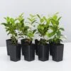 Star Jasmine Hedging Or Ground Cover Pack