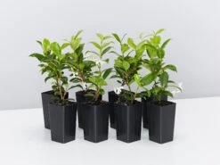 Star Jasmine Hedging Or Ground Cover Pack