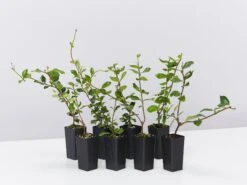 Trachelospermum Yellow Star