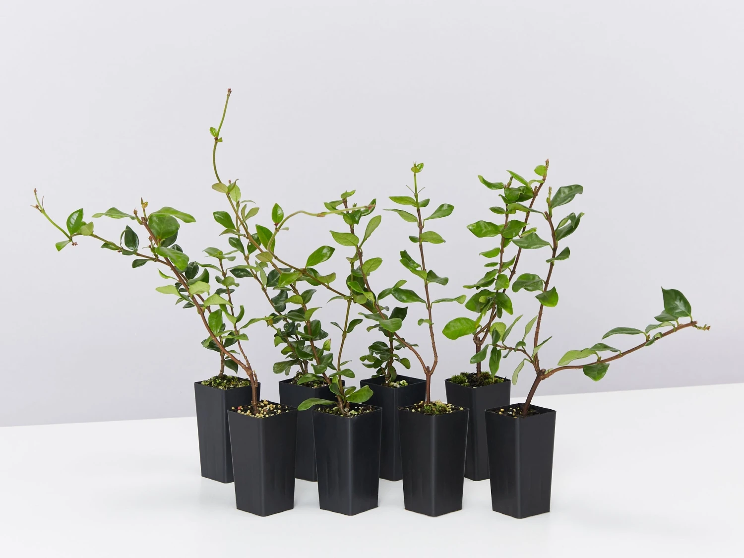 Trachelospermum Yellow Star