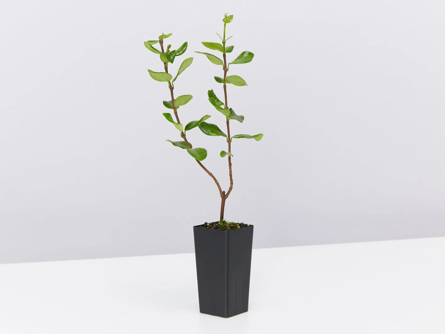 Trachelospermum Yellow Star - Image 3