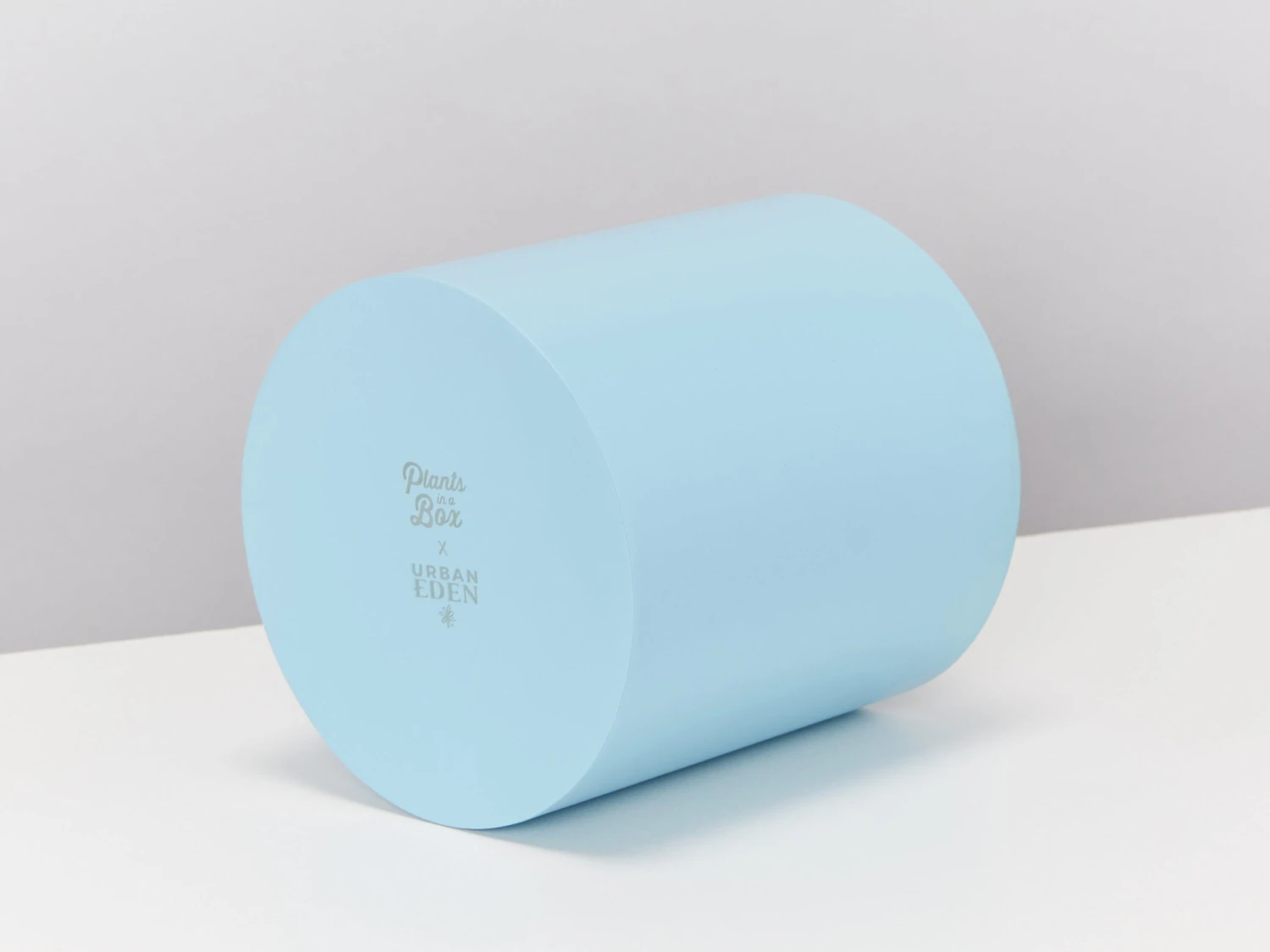 Potted Syngonium White Butterfly - In Sky Blue Vessel - Image 6