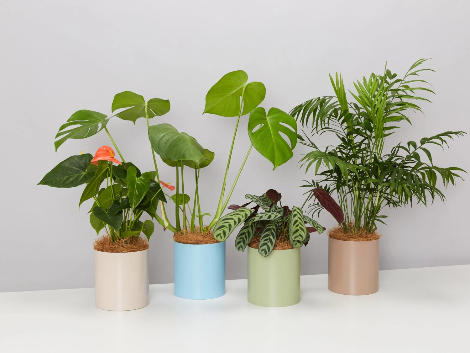 Urban Eden Vessel - Sage - Image 4