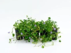 Viola Hederacea Baby Blue