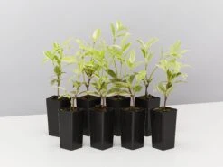 Valley Lights Variegated Star Jasmine