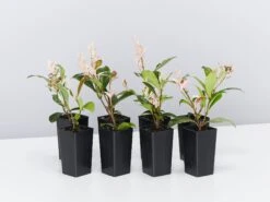 Variegated Star Jasmine Pack