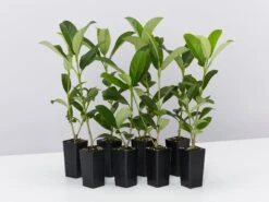 Sweet Viburnum - Screening Box Of Plants