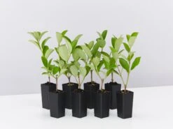 Viburnum Dense Fenceâ„¢ Box Of Hedges